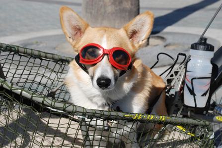 My dog Paddles